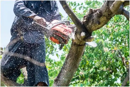 tree services Bailey's Prairie